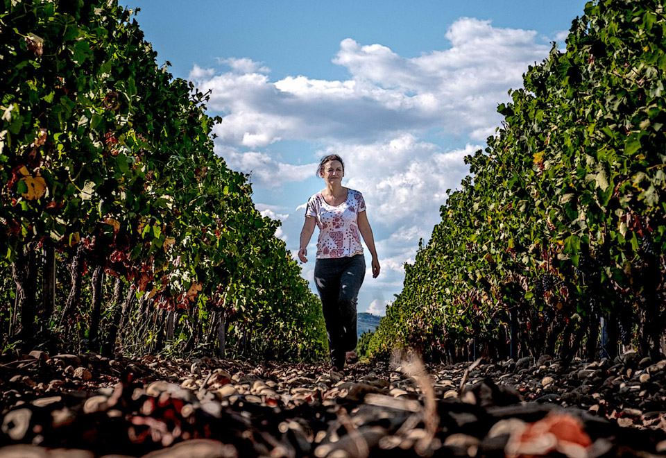 Vini dell Valle del Rodano