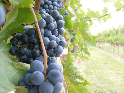 Ligurian Wines, the typical - Grandi Liguria for Bottiglie of online wines sale