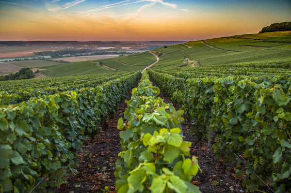 Le aree produttive della regione Champagne